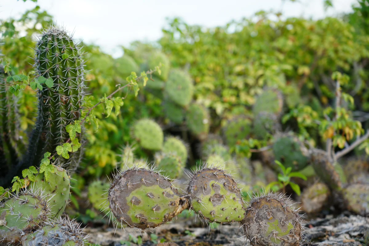 Aruba cactus field